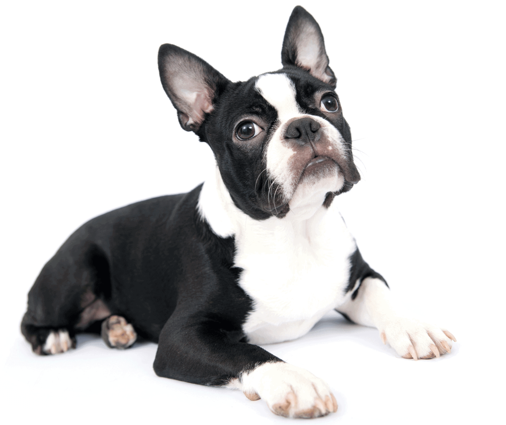 Boston Terrier: storia, aspetto, carattere, cura e prezzo