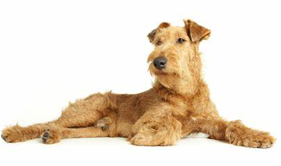 Irish Terrier: storia, aspetto, carattere, cura e prezzo