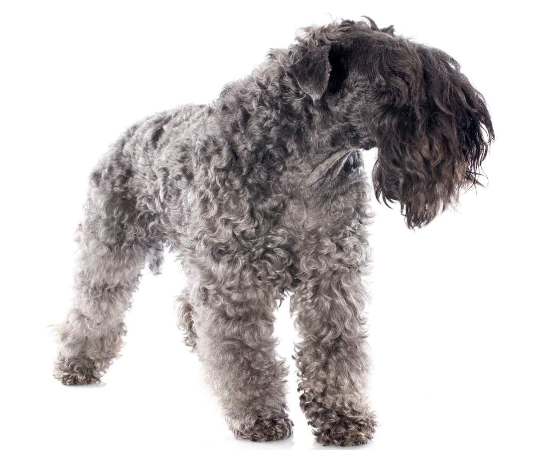 Kerry Blue Terrier: storia, aspetto, carattere, cura e prezzo
