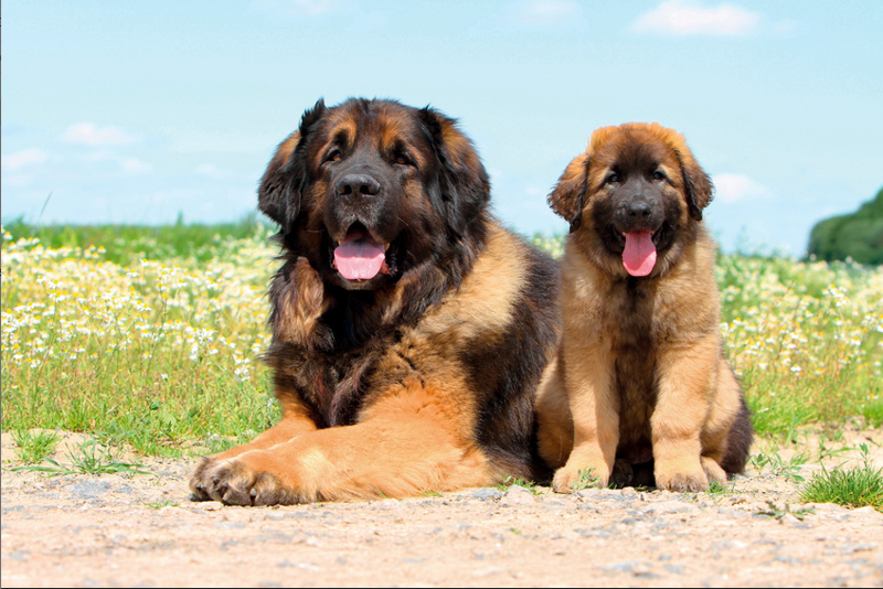 Leonberger1