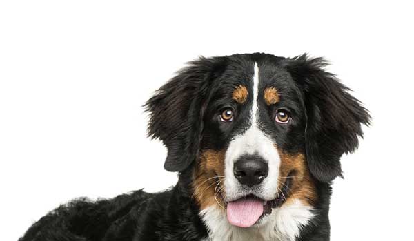 Bernese Mountain Dog: aspetto, carattere, cura e prezzo