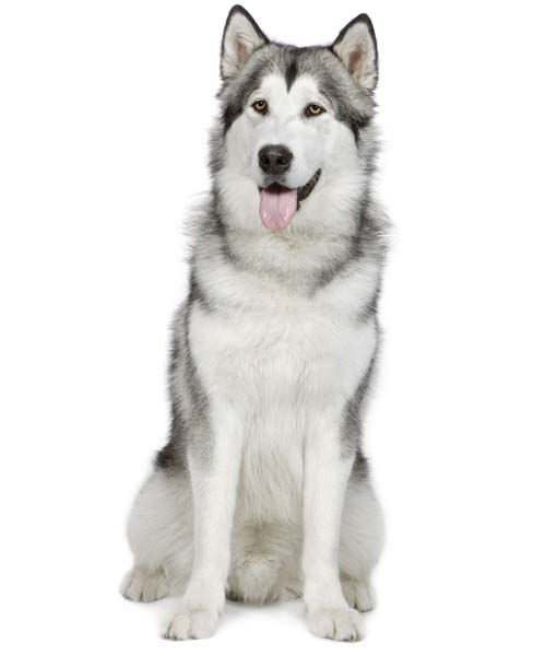 L'Alaskan Malamute è una razza di cani nord-americana, originaria della regione dell'Alaska. Si tratta di un cane molto forte e resistente, adatto