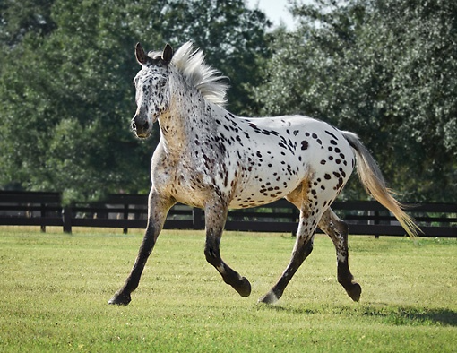 cavallo appaloosa1