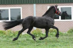 cavallo frisone orientale1