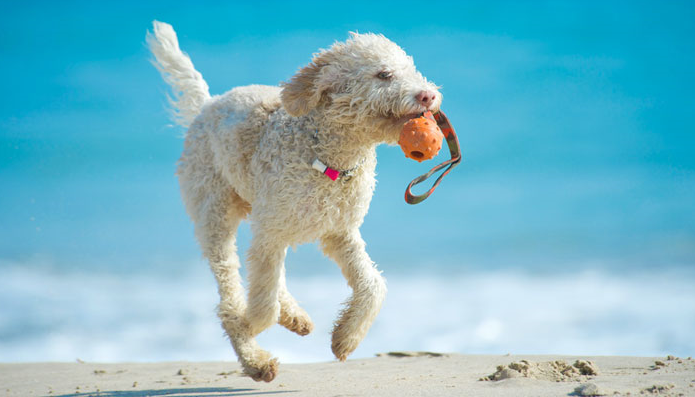 lagotto1