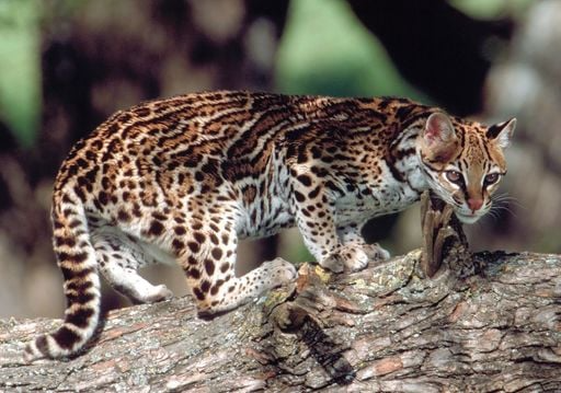 ocelot1