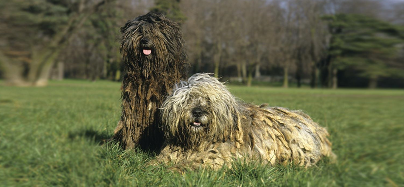 pastore bergamasco1