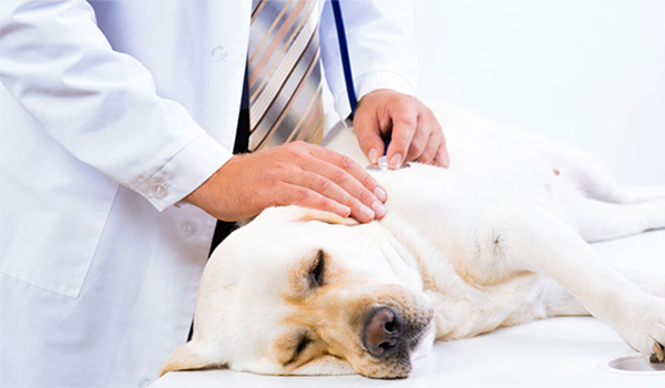 Nove sintomi che richiedono una visita veterinaria di emergenza