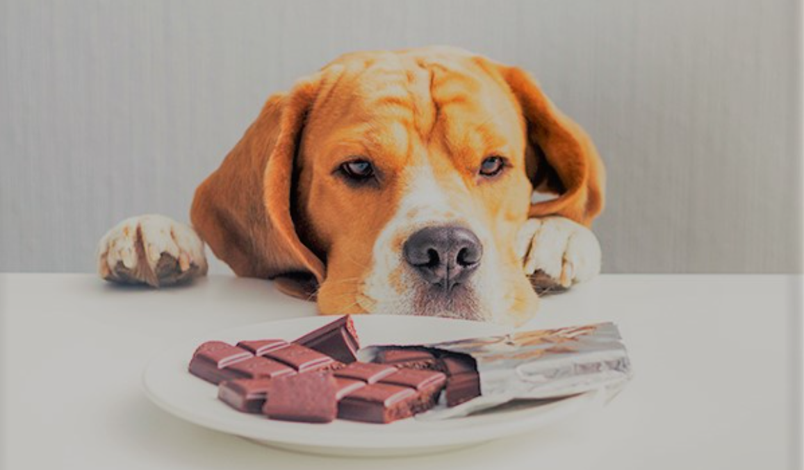 Cane e cioccolato: dose pericolosa, sintomi intossicazione e cure
