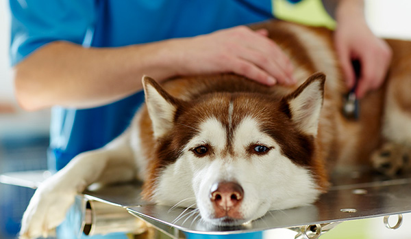 Assicurazione veterinaria per cane: informazioni e costi