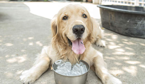 Colpo di calore nel cane: casi clinici