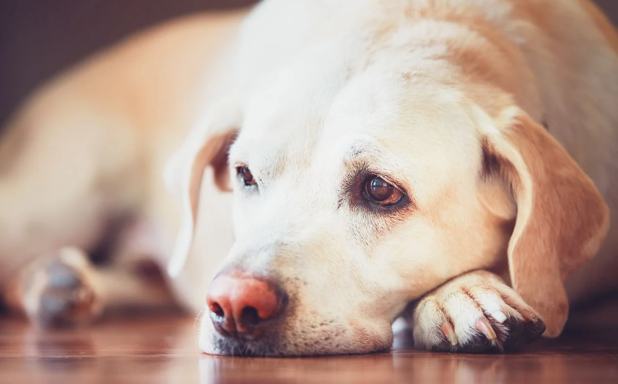 Epilessia nei cani: diagnosi e terapia