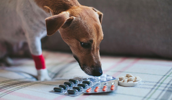 Perchè non bisogna dare ai cani farmaci per umani