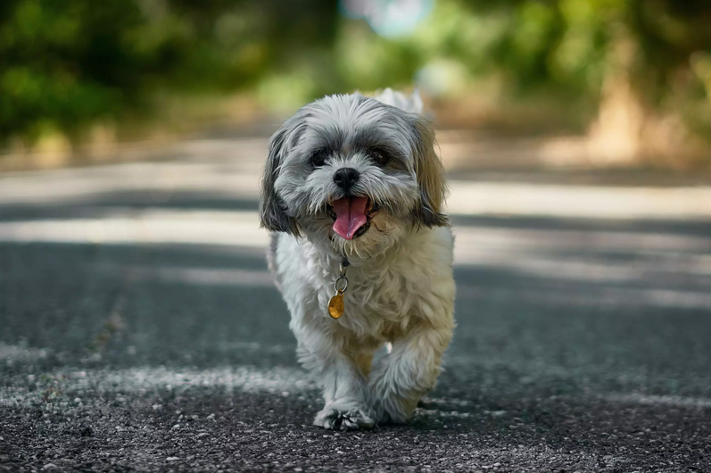 shih tzu1