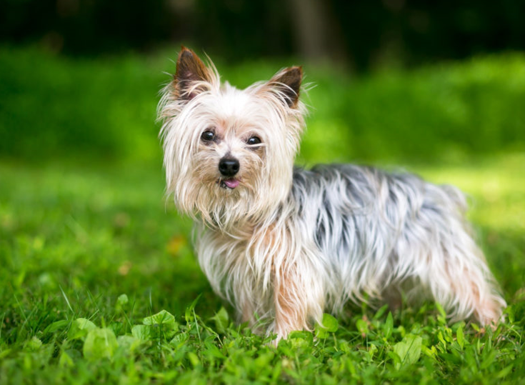 yorkshire terrier1