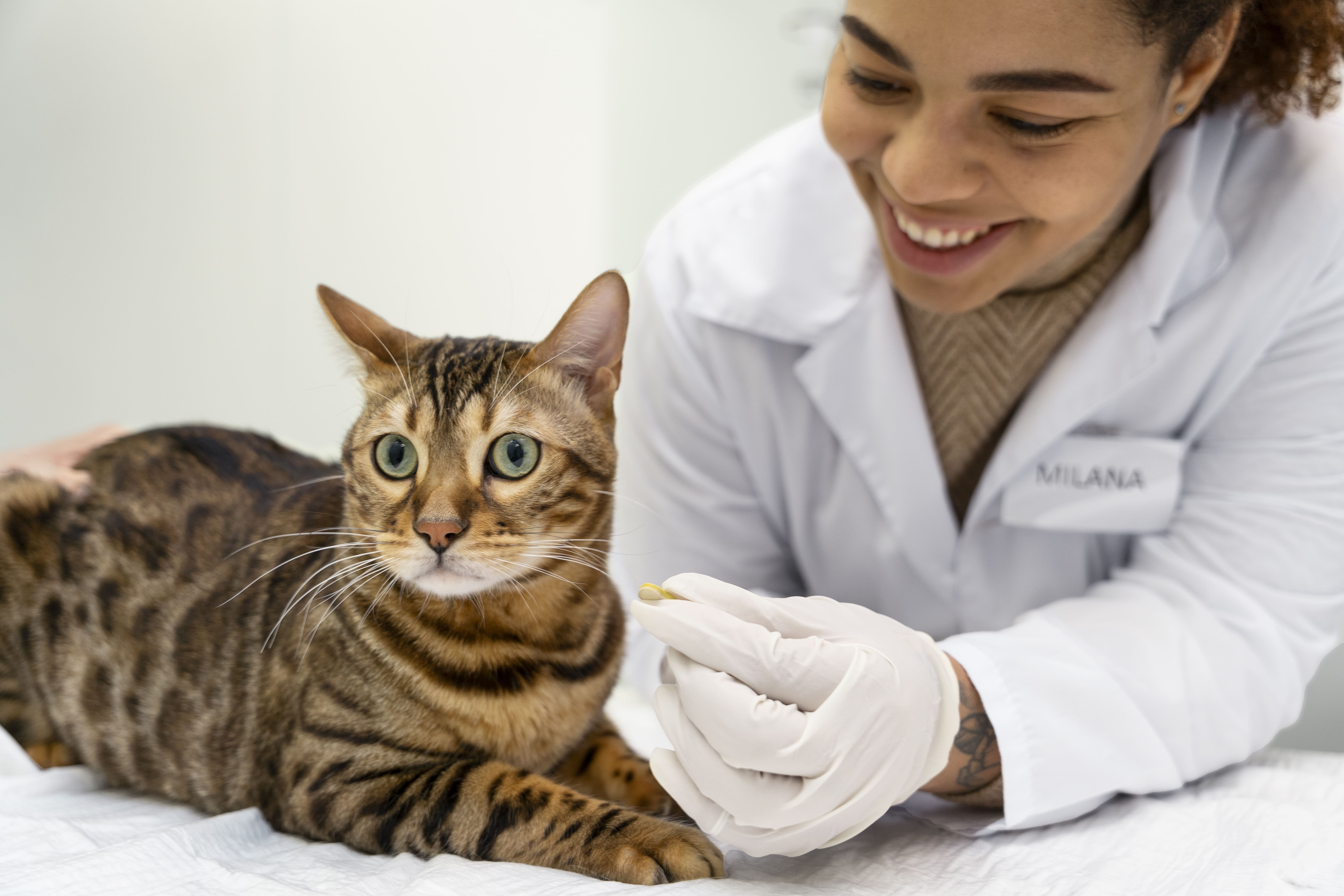 Assicurazione Gatti: assistenza per il pagamento delle spese veterinarie 