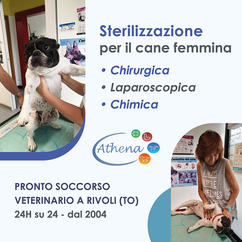 Clinica Athena banner 2 sterilizza cane femmina