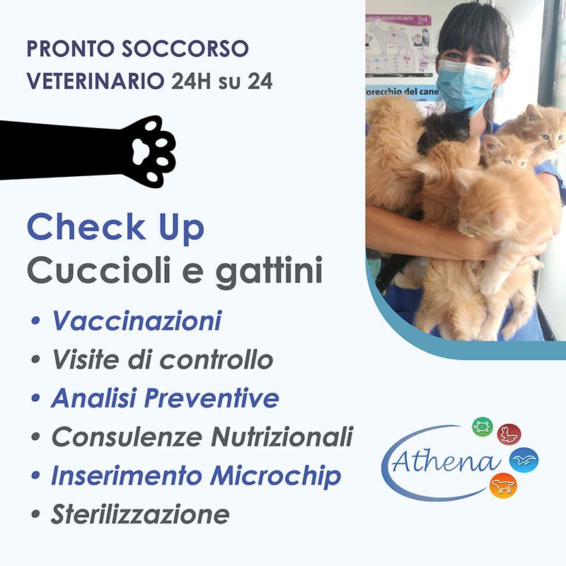 Clinica Athena banner 3 gattini e cuccioli