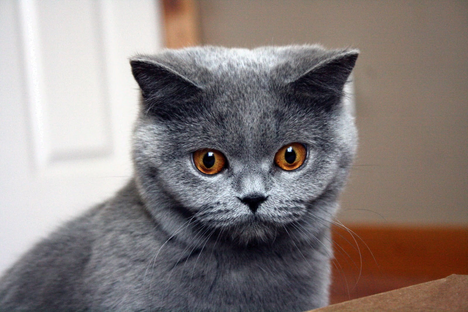 blue british shorthair cat animals wallpaper