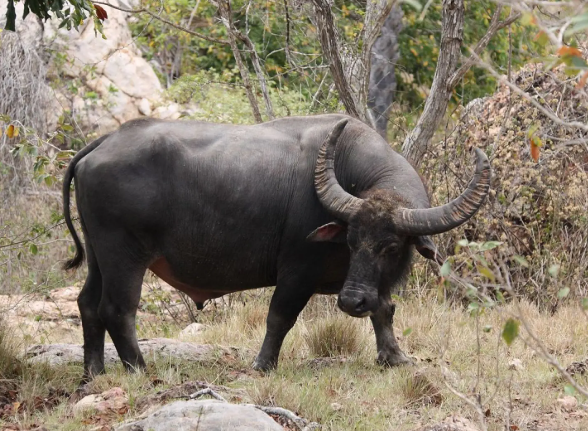 Bufalo d'acqua