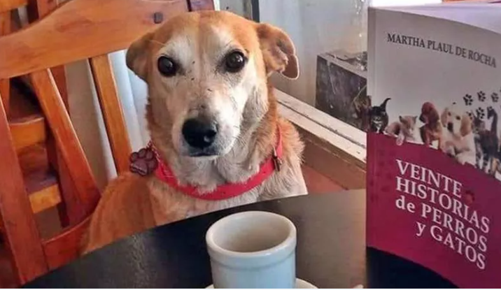 Il caffè è nocivo per i cani anche se è essenziale per gli umani