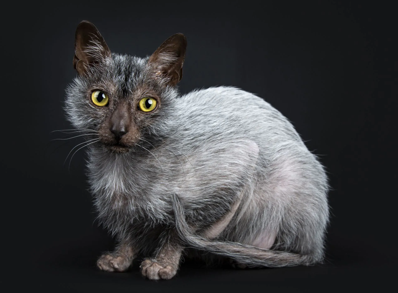 lykoi2