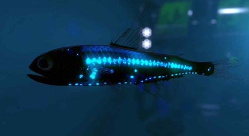 Pesce Lanterna