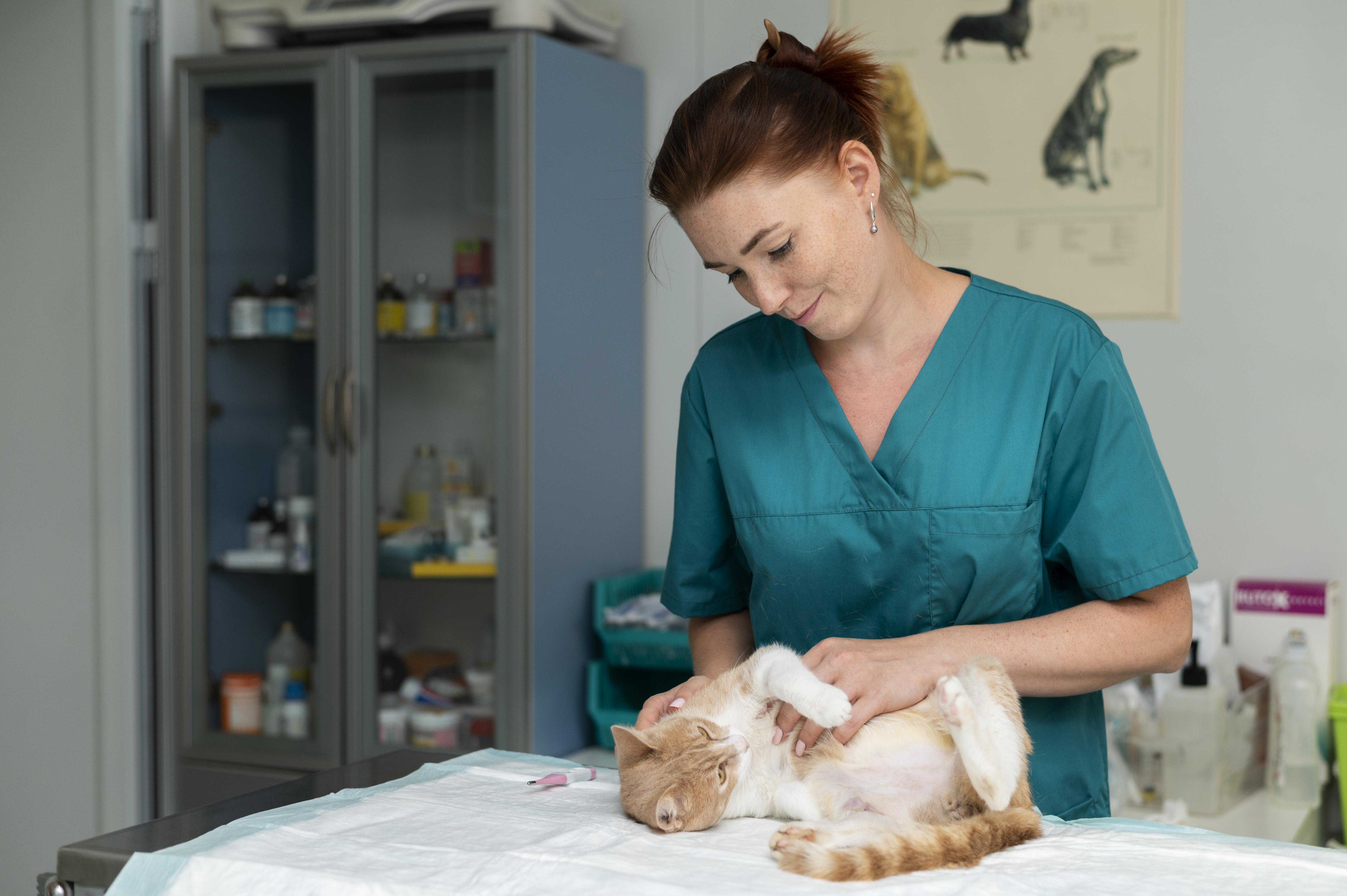 Pronto soccorso veterinario: cosa succede durante una visita di emergenza 