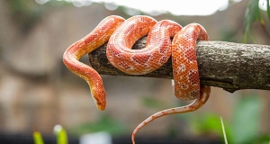 Serpente del grano: storia, habitat, aspetto, carattere, cura e prezzo