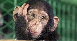 Gli scimpanzè: Animali come noi