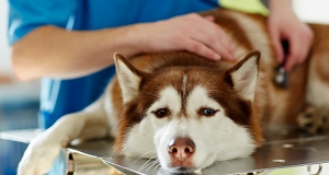 Assicurazione veterinaria per cane: informazioni e costi