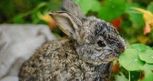 Conigli nani: tutte le razze e la loro cura