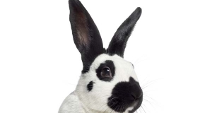 Coniglio nano: storia, aspetto, carattere, cura e prezzo