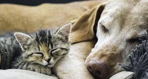 La convivenza tra cane e gatto: impossibile?