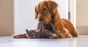 Cani e gatti: convivenze difficili