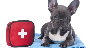 Kit di pronto soccorso per il cane: cosa deve contenere e dove acquistarlo