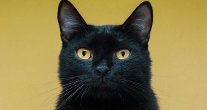 Il gatto nero: scopri il significato, le storie, i miti e le leggende
