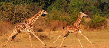 Il comportamento motorio della giraffa