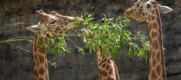 La dieta della giraffa