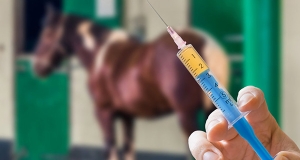 Le principali malattie contro cui vaccinare i cavalli (parte III - l'herpes virus)
