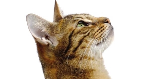 Gatto Ocicat: storia, aspetto, carattere, cura e prezzo