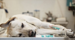 Opzioni di trattamento in caso di avvelenamento dei cani