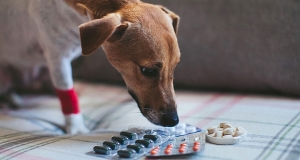 Perchè non bisogna dare ai cani farmaci per umani