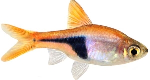 Pesce Arlecchino (Rasbora Heteromorpha)