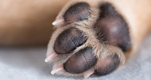 Rimedi casalinghi per il sanguinamento delle unghie del vostro cane