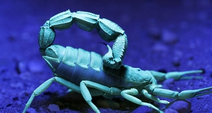 Scorpioni by night: la fluorescenza degli scorpioni