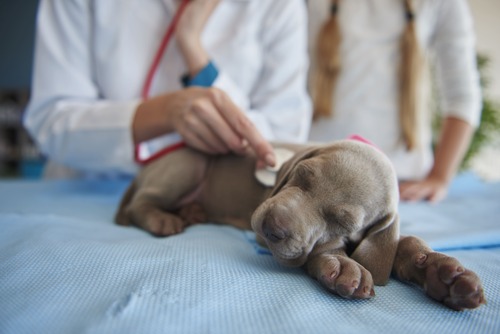 Cerchi un negozio per animali? Abbiamo quello che ti serve