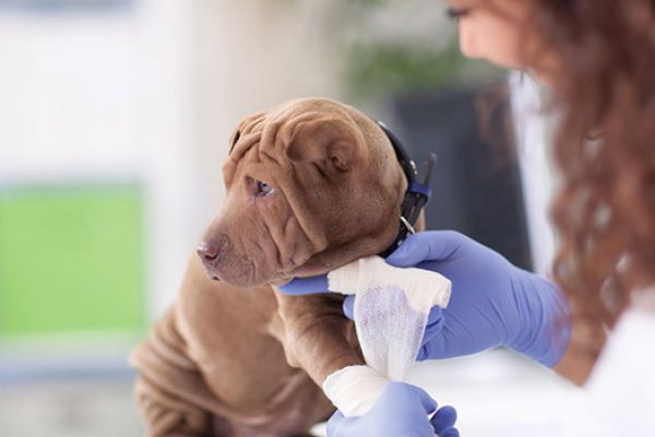 Frattura nel cane