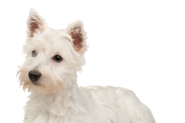 West Highland White Terrier