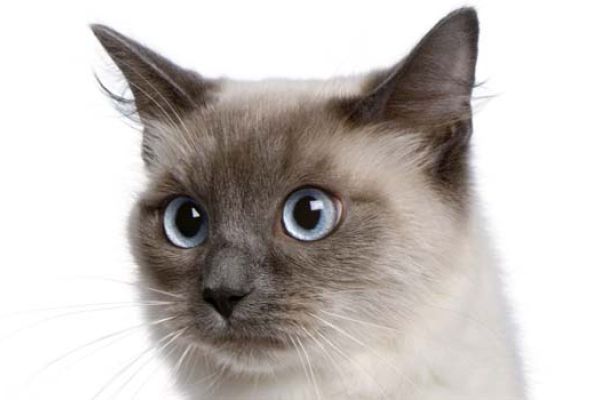 Gatto Ragdoll